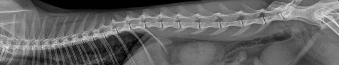 Veterinary-PACS-Solution Veterinary PACS Solution